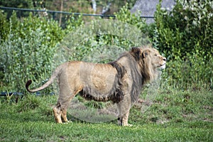 Asiatic lion Panthera leo persica. A critically endangered species photo
