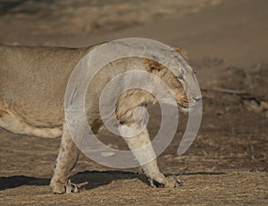 Asiatic lion Panthera leo persica in the Gir Sanctuary.