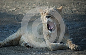 Asiatic lion Panthera leo persica in the Gir Sanctuary.