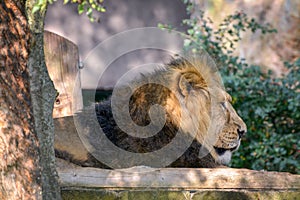 Asiatic Lion Panthera leo persica resting in the sunshine