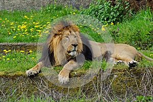 Asiatic lion (Panthera leo persica ) - threatened species