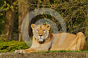 Asiatic lion (Panthera leo persica ) - threatened species