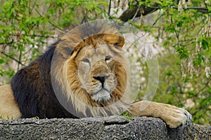 Asiatic lion (Panthera leo persica ) - threatened species