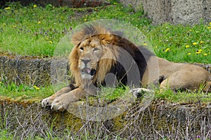 Asiatic lion (Panthera leo persica ) - threatened species