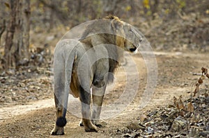 Asiatic Lion or Panthera leo persica, walking in the forest at Gir National Park Gujarat, India