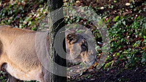 The Asiatic lion (Panthera leo persica) was virtually extinct by 1913.