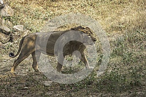 An Asiatic lion on the prowl on a grassy hillside.