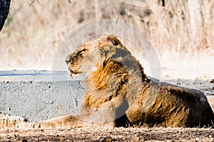 Asiatic Lion resting