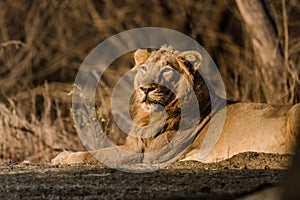 Asiatic Lion resting