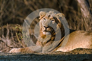 Asiatic Lion resting