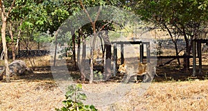 An Asiatic Lion Roaming in Zoo with Natural Surroundings under Trees