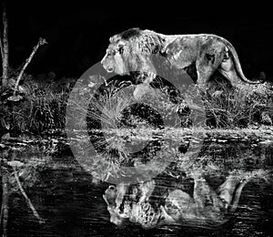 Asiatic lion walking by river in forest - Monochrome photo