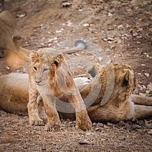 Asiatic lion in wild