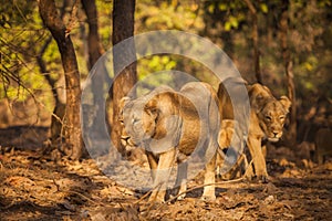 Asiatic lion in wild