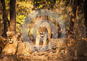 Asiatic lion in wild