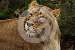 Asiatic lioness