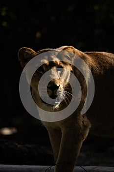 Asiatic lioness female in the nature habitat in Gir national park in India, beautiful and very rare