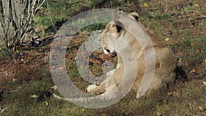 Asiatic lioness Panthera leo persica.