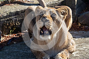 Asiatic lioness Panthera leo persica.