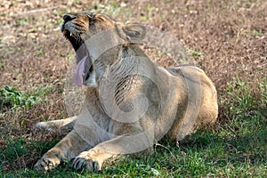 Asiatic lioness Panthera leo persica. A critically endangered species