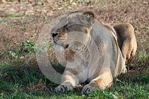 Asiatic lioness Panthera leo persica. A critically endangered species