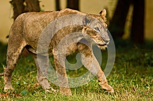 Asiatic lioness on the prowl