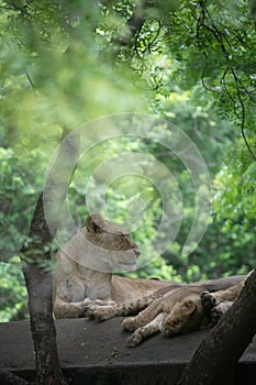 Asiatic Lioness resting with her cub