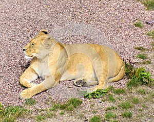Asiatic lioness resting in the sun