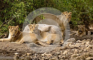 Asiatic lions photo