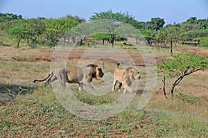 Asiatic Lions wlking in the field at Gir National park, India