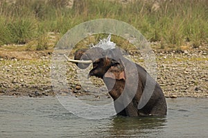 An Asiatic Male Elephant bathing in river
