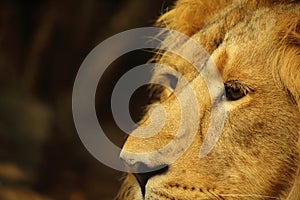 Asiatic male lion close up