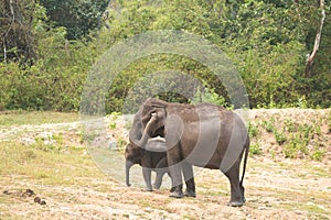 Asiatic Mother and baby elephant walking