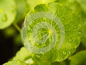 Asiatic pennywort