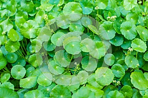 Asiatic Pennywort green plant