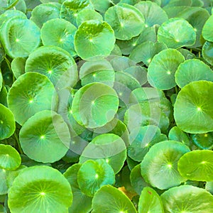 Asiatic Pennywort is a plant that indicated in the treatment of