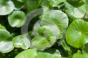 Asiatic Pennywort in traditional