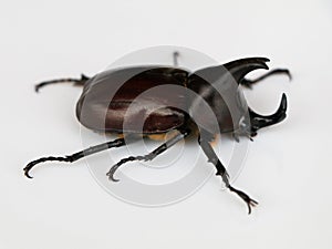 Asiatic rhinoceros beetle or coconut rhinoceros beetle against white background