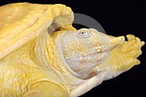 Asiatic softshell turtle, Amyda cartilaginea, albino