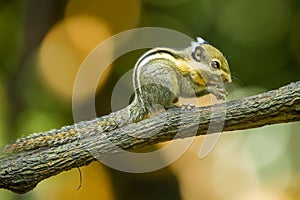 Asiatic striped squirrel