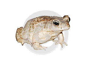 An asiatic toad