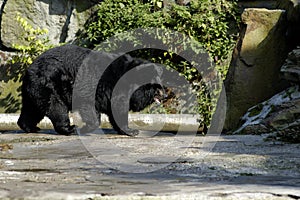 Asiatic(Ursus thibetanus) bear