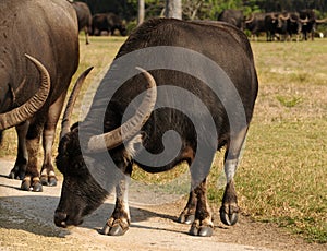 Asiatic water buffalo