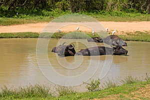 Asiatic water buffalo resting in cool water