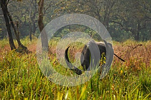 Asiatic Waterbuffalo at Kaziranga National Park . Beautiful landscape . Wallpaper .