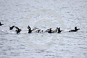 Asiatic white-winged scoter or velvet scoter (Melanitta fusca srejnegeri) in Japan