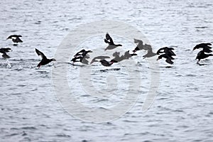 Asiatic white-winged scoter or velvet scoter (Melanitta fusca srejnegeri) in Japan