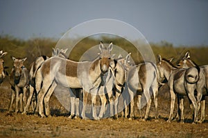 Asiatic Wild Ass, Equus hemionus khur, Little Rann of Kutch, Gujarat