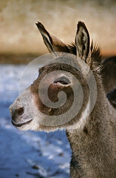 Asiatic Wild Ass or Onager, equus hemionus, Portrait of Adult