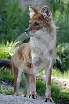 Asiatic Wild Dog